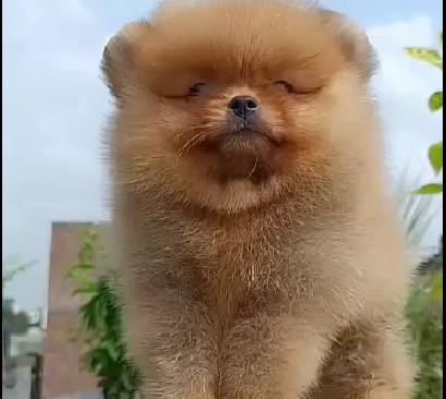 Toy pomeranian dog breeder in bangalore